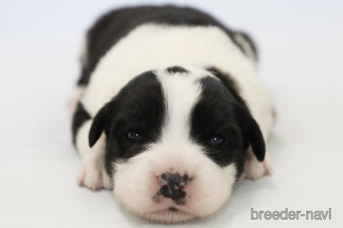 成約済の神奈川県のボーダーコリー-359951の4枚目